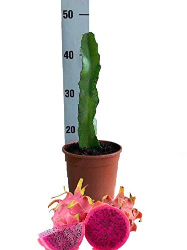 Pitaya frutto del drago Hylocereus monacanthus (Polpa Rossa)